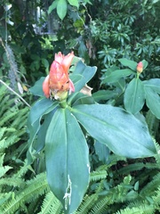 Costus scaber