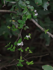 Englerodaphne subcordata