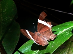 Abisara