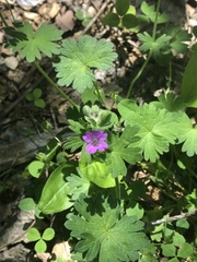 Geranium molle