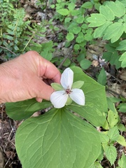 Trillium rugelii