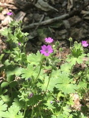 Geranium molle