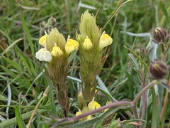 Castilleja rubicundula