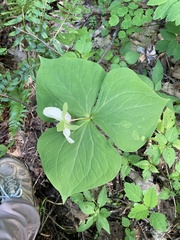 Trillium rugelii
