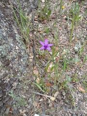 Campanula matritensis