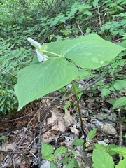 Trillium rugelii