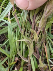 Castilleja rubicundula