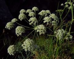 Seseli austriacum