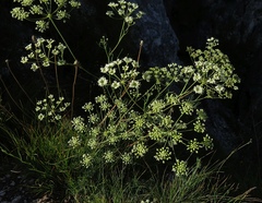 Seseli austriacum