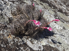 Tillandsia tenuifolia