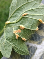 Puccinia urticae-caricis