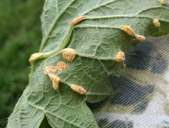 Puccinia urticae-caricis