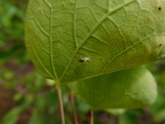 Cacopsylla pulchella