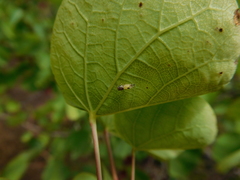 Cacopsylla pulchella
