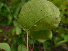 Cacopsylla pulchella