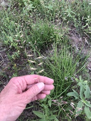 Bouteloua repens
