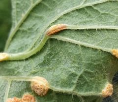 Puccinia urticae-caricis