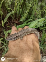 Diploglossidae