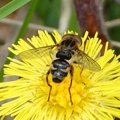 Anasimyia anausis