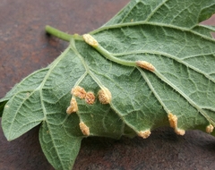 Puccinia urticae-caricis