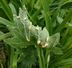 Puccinia urticae-caricis