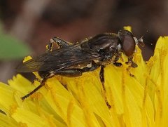 Chalcosyrphus nemorum
