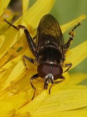 Chalcosyrphus nemorum