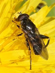 Chalcosyrphus nemorum