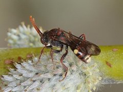 Nomada gracilis