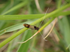 Nemophora barbatellus