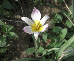Tulipa patens