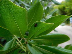 Deraeocoris punctum