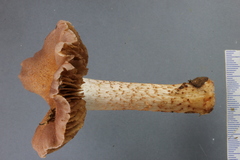 Cortinarius alboroseus