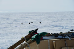 Stercorarius antarcticus