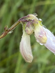 Penstemon pallidus