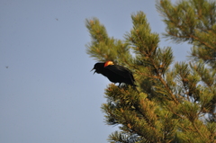 Agelaius phoeniceus