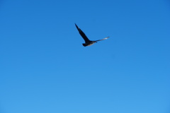 Stercorarius antarcticus