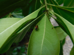 Deraeocoris punctum