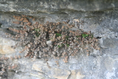 Myriopteris gracilis