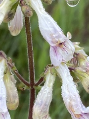 Penstemon pallidus