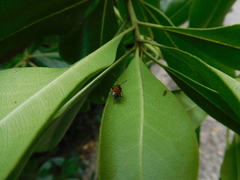 Deraeocoris punctum