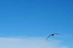 Stercorarius antarcticus