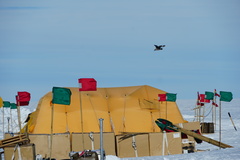 Stercorarius antarcticus