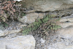 Myriopteris gracilis