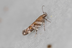 Aristotelia devexella