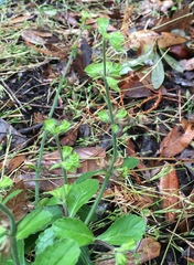 Salvia lyrata image