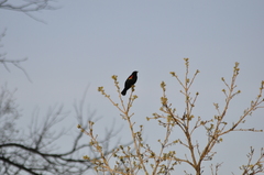 Agelaius phoeniceus