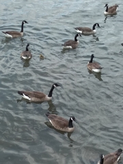 Branta canadensis