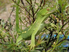 Naultinus
