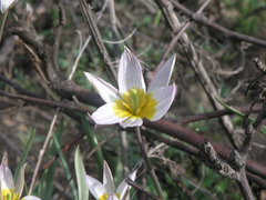 Tulipa patens